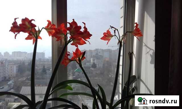 Гиппеаструм Брянск - изображение 1