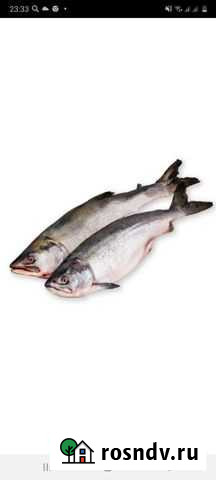 Рыба горбуша свежемороженная Нефтекамск - изображение 1