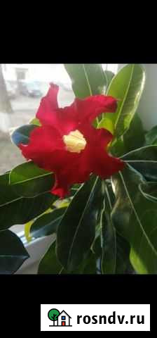 Адениум Усолье-Сибирское - изображение 1