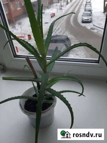 Алоэ Тольятти - изображение 1