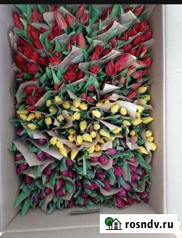 Тюльпаны оптом Астрахань - изображение 1