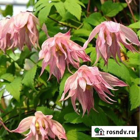 Клематис Pink Swing Атрагены Княжики Павловская Слобода - изображение 1