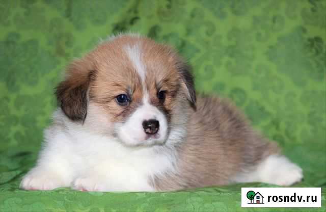 Вельш-корги пемброк малыши Сыктывкар - изображение 1