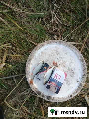 Живец красноппёрка Незамаевская - изображение 1