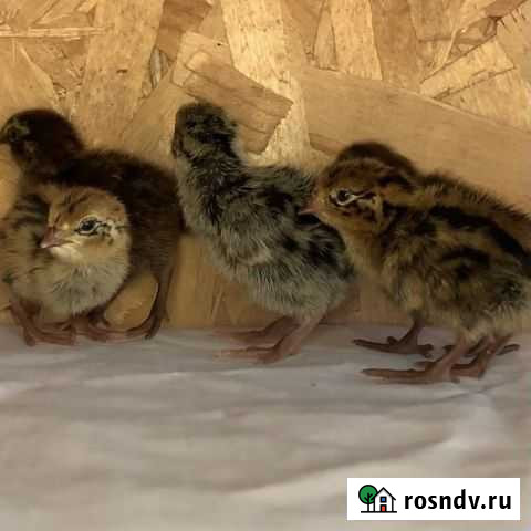 Тенеброз перепела, яйцо инкубационное Загорянский - изображение 1