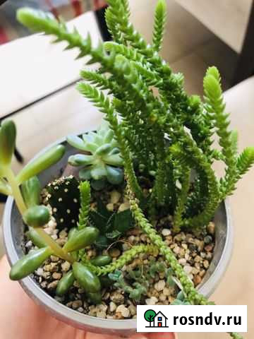 Мини-садики из кактусов и сукулентов Севастополь - изображение 1