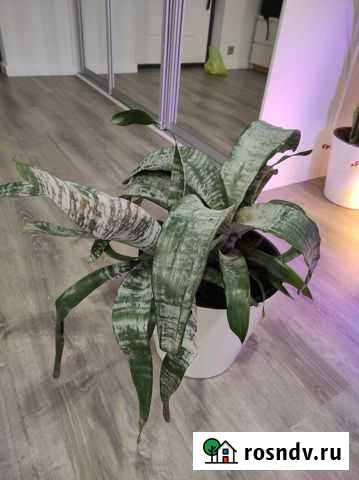 Эхмея Мосрентген - изображение 1