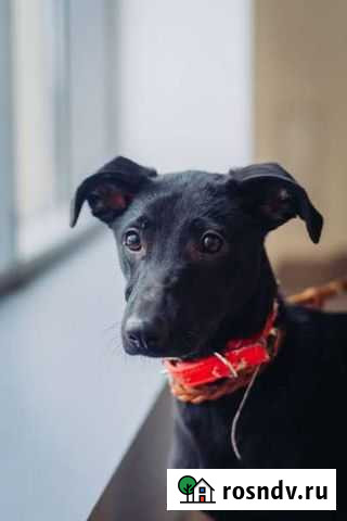 Подросток Молли в добрые руки Чебоксары - изображение 1