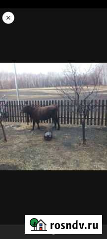 Телочка Подгородняя Покровка - изображение 1