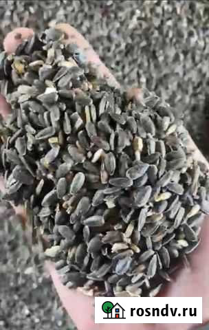 Семена подсолнечника Михнево - изображение 1