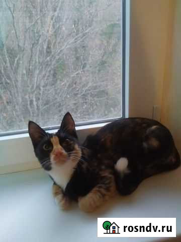 Кошка Небуг - изображение 1