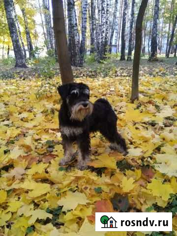 Цвергшнауцер вязка Рязань - изображение 1