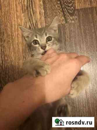 Кошка Махачкала