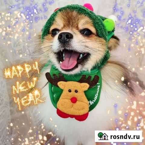 Грумер. Груминг. Стрижка собак/кошек Сертолово - изображение 1