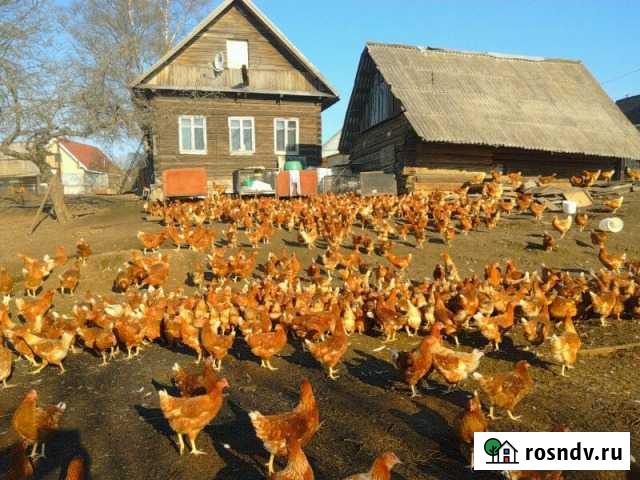 Куры молодки несушки Хайсекс Браун Санкт-Петербург - изображение 1