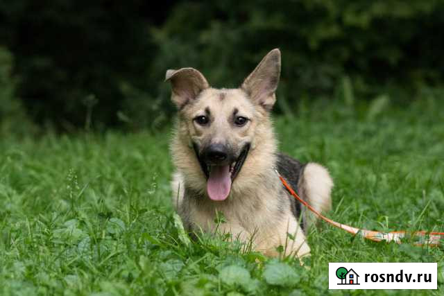 Молодая собака Агата ищет свою семью Химки - изображение 1