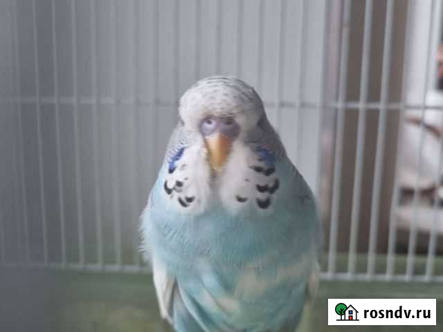 Птенчик ввп Красногорск - изображение 1