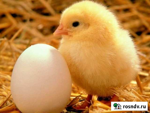 Бройлерный цыпленок Дружба - изображение 1