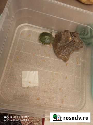 Черепаха Махачкала - изображение 1