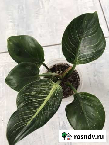 Филодендроны Грязи - изображение 1