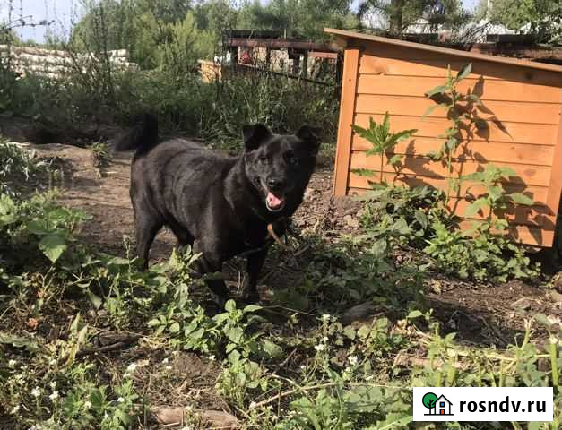 Пес Слепыш Новоалтайск - изображение 1