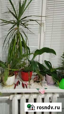 Драцена Махачкала - изображение 1