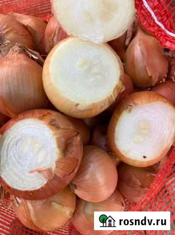 Лук на перо сорт Дайтонн Ершов - изображение 1