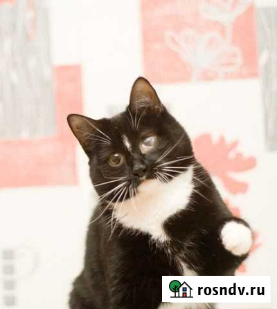 Знакомьтесь, Дизель) Барнаул - изображение 1