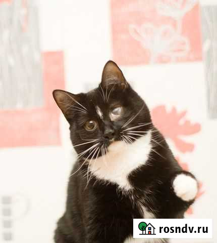 Знакомьтесь, Дизель) Барнаул - изображение 1