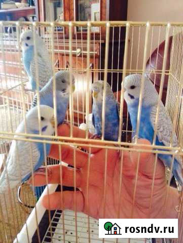 Птенцы волнистых попугаев ручные Москва - изображение 1