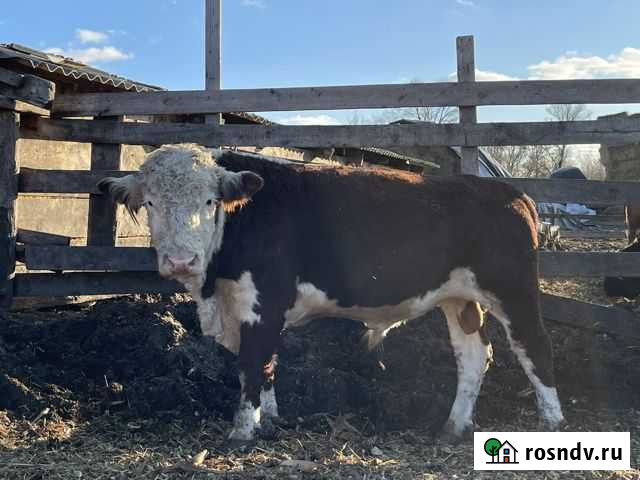 Быки на племя Шебекино - изображение 1