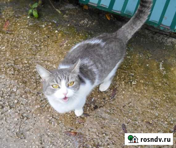 Милая молодая кошечка ищет дом Владимир - изображение 1