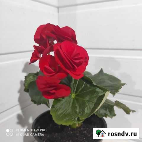 Бегония Вологда - изображение 1