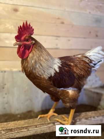 Петух Калуга - изображение 1