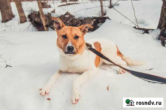 Скромная Юта в поисках мамы папы Клин - изображение 1