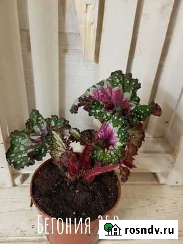 Комнатные растения и цветы бегония Рязань - изображение 1