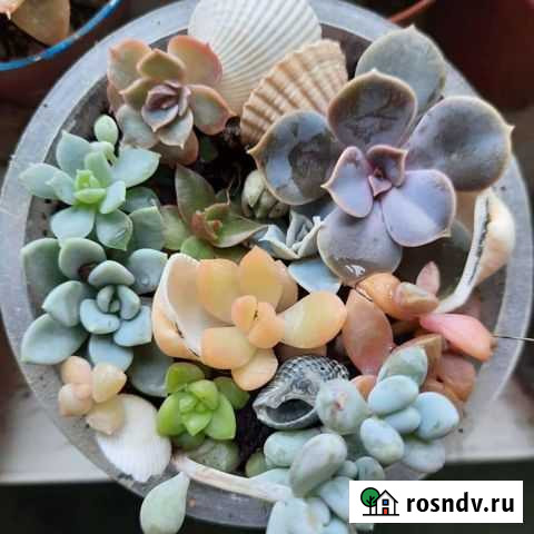 Суккуленты Магнитогорск - изображение 1