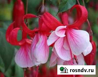 Черенки фуксии Томск - изображение 1