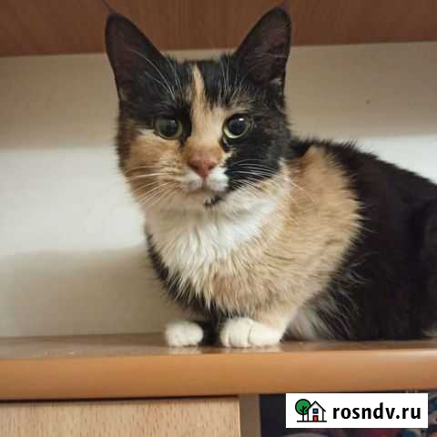 Маргоша красавица ищет дои Ростов-на-Дону - изображение 1