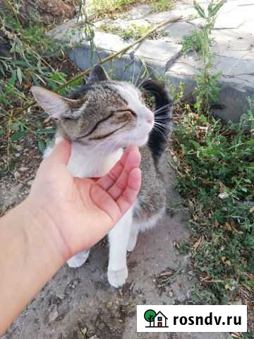 Ищем дом для супер ласковой кошечки Балаково - изображение 1