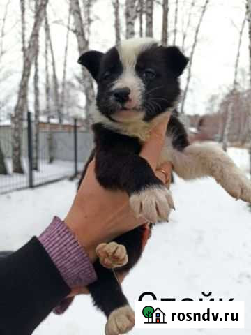 Щенок мальчик Ялуторовск - изображение 1