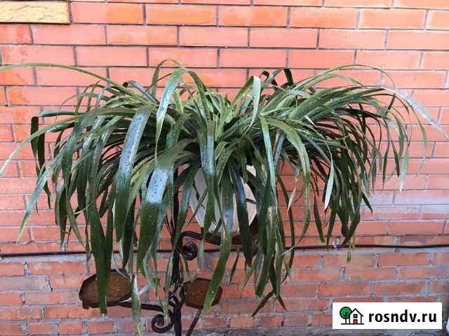 Бильбергия Батайск - изображение 1