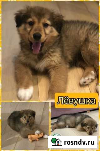 Щенок в добрые руки Нижний Новгород - изображение 1