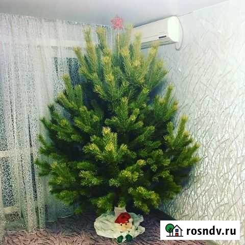 Сосны красивые Пушистые Хабаровск - изображение 1