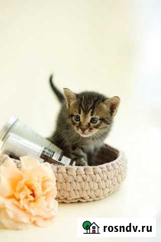 Отдам котенка в добрые руки Липецк - изображение 1