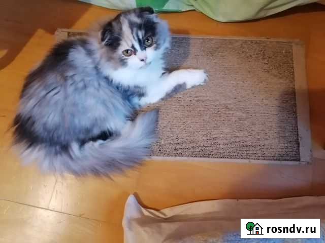 Шотландцы на удачу из питомника Севастополь - изображение 1