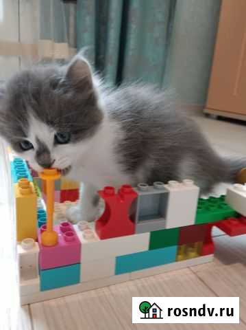 Очень красивый Котёнок в добрые руки Липецк - изображение 1