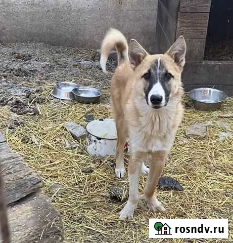 Собака Абакан - изображение 1