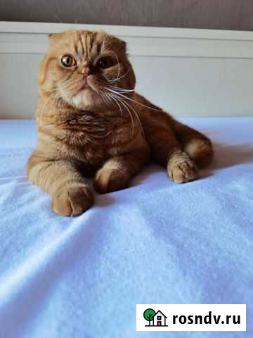 Шотландский кот на вязку Пермь - изображение 1