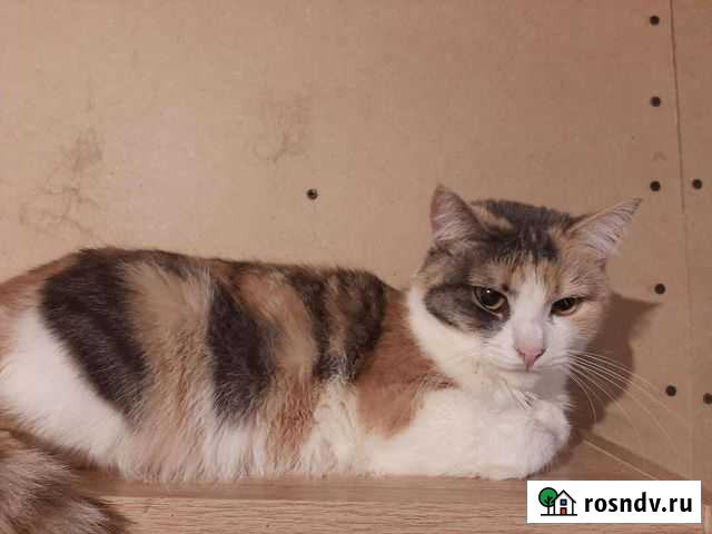 Ася добрая И милая Тамбов - изображение 1